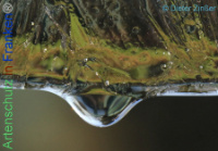 Bild zum Eintrag (1134377-177)