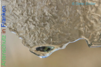 Bild zum Eintrag (1134379-177)