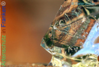 Bild zum Eintrag (1134381-177)