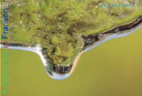 Bild zum Eintrag (1134385-177)