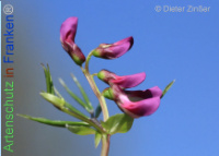 Bild zum Eintrag (1134638-177)