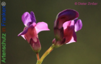 Bild zum Eintrag (1134639-177)