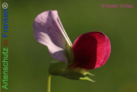 Bild zum Eintrag (1134641-177)