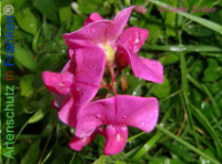 Bild zum Eintrag (1134642-177)