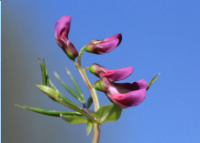 Bild zum Eintrag (1134644-177)