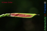 Bild zum Eintrag (1134651-177)