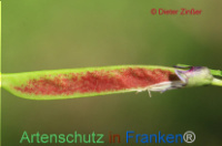 Bild zum Eintrag (1134654-177)