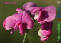 Bild zum Eintrag (1134662-177)