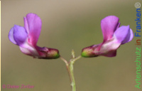 Bild zum Eintrag (1134666-177)