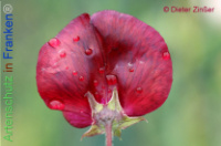 Bild zum Eintrag (1134669-177)