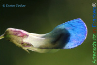 Bild zum Eintrag (1134671-177)