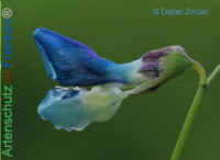 Bild zum Eintrag (1134672-177)