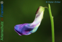 Bild zum Eintrag (1134673-177)