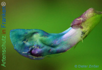 Bild zum Eintrag (1134674-177)