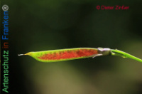 Bild zum Eintrag (1134676-177)