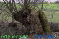 Bild zum Eintrag (1135402-177)