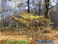 Bild zum Eintrag (1135407-177)