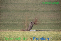 Bild zum Eintrag (1135412-177)