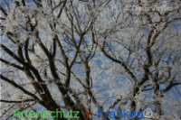 Bild zum Eintrag (1135416-177)