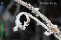 Bild zum Eintrag (1136546-177)