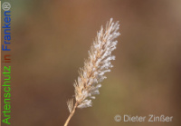 Bild zum Eintrag (1136547-177)