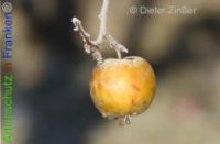 Bild zum Eintrag (1136548-177)