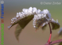 Bild zum Eintrag (1136549-177)