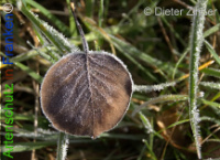 Bild zum Eintrag (1136550-177)