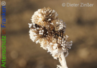 Bild zum Eintrag (1136551-177)