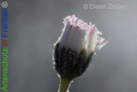 Bild zum Eintrag (1136552-177)