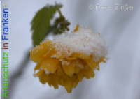 Bild zum Eintrag (1136553-177)