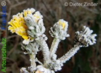 Bild zum Eintrag (1136554-177)