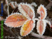 Bild zum Eintrag (1136555-177)