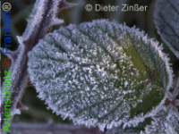 Bild zum Eintrag (1136556-177)