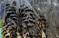 Bild zum Eintrag (1136557-177)