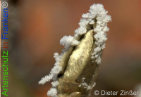 Bild zum Eintrag (1136558-177)