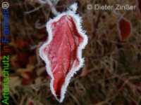 Bild zum Eintrag (1136560-177)