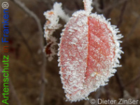 Bild zum Eintrag (1136561-177)