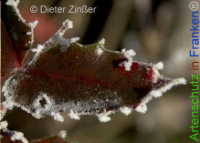 Bild zum Eintrag (1136562-177)