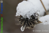 Bild zum Eintrag (1136563-177)