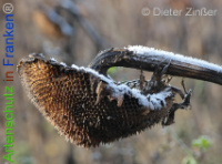 Bild zum Eintrag (1136564-177)