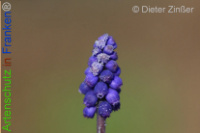 Bild zum Eintrag (1136565-177)