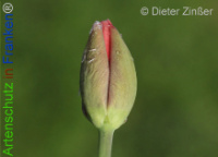 Bild zum Eintrag (1136566-177)