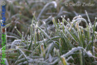 Bild zum Eintrag (1136567-177)