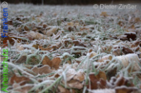 Bild zum Eintrag (1136568-177)