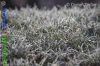 Bild zum Eintrag (1136569-177)