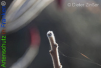 Bild zum Eintrag (1136570-177)