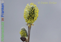 Bild zum Eintrag (1136882-177)