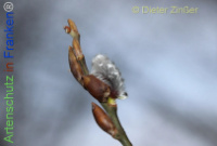 Bild zum Eintrag (1136884-177)