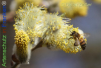 Bild zum Eintrag (1136885-177)